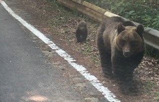 Tag 24 – Begegnung mit einer Bärenmutter mit ihrem Baby in freier Wildbahn